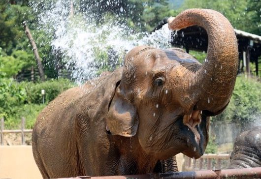 59세 국내 최고령 코끼리 ‘사쿠라’