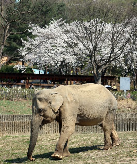 59세 국내 최고령 코끼리 ‘사쿠라’
