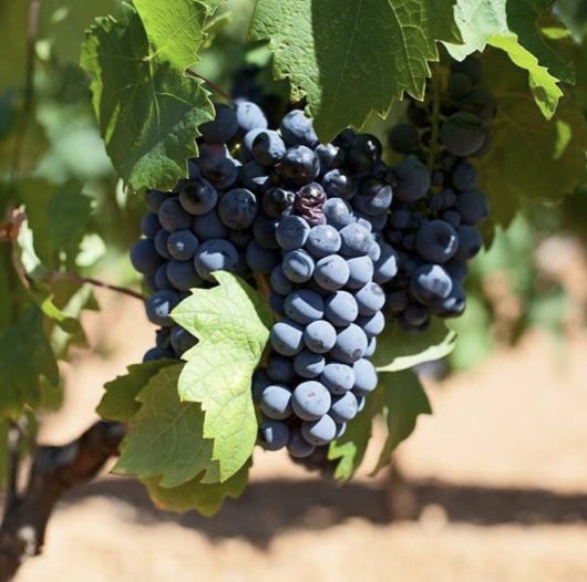 프리미티보. 인스타그램