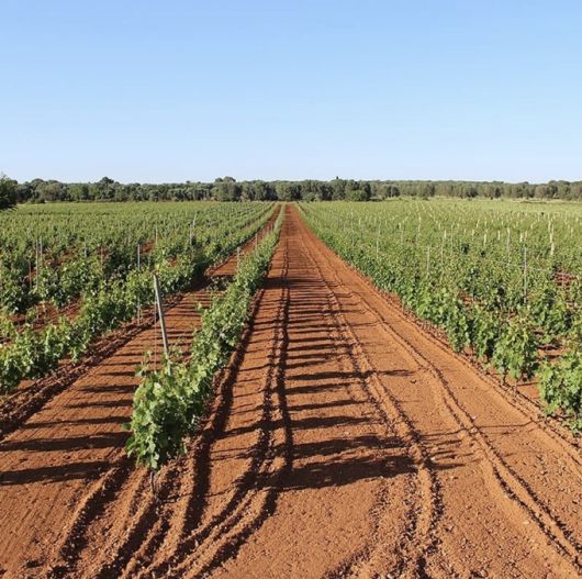 산 마르짜노 풀리아 만두리아 포도밭. 인스타그램