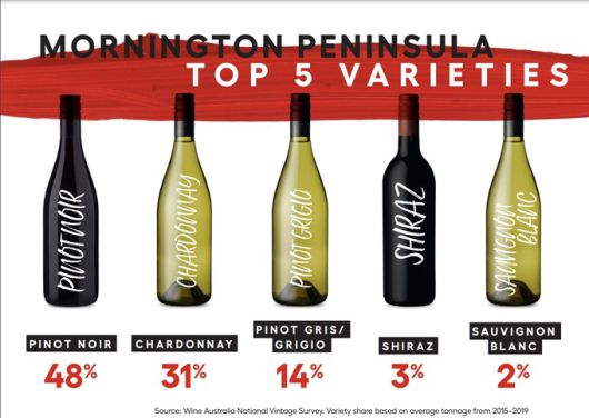 모닝턴 페닌슐라 포도 품종. 호주와인협회