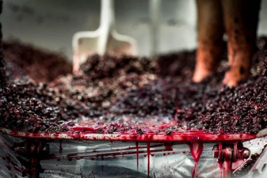 포도 발효. 홈페이지