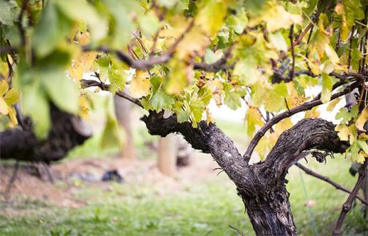 모닝턴 페닌슐라 피노누아.  모닝턴페닌슐라와인협회