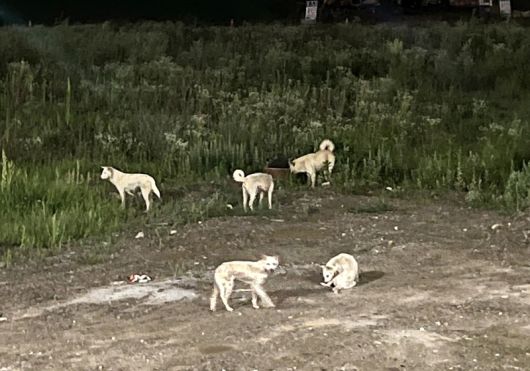 들개. 연합뉴스