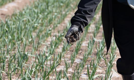 지난 4월 2일 경북 안동시 일직면 명진2리 주민들이 안동체육관 임시텐트에 머물며 매일 아침저녁으로 마늘밭과 땅콩밭을 오가고 있다. 사진은 마늘 밭에서 비료를 뿌리는 모습. 연합뉴스