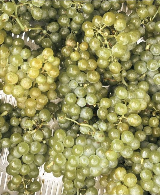 소비뇽블랑. 언츠필드 인스타그램