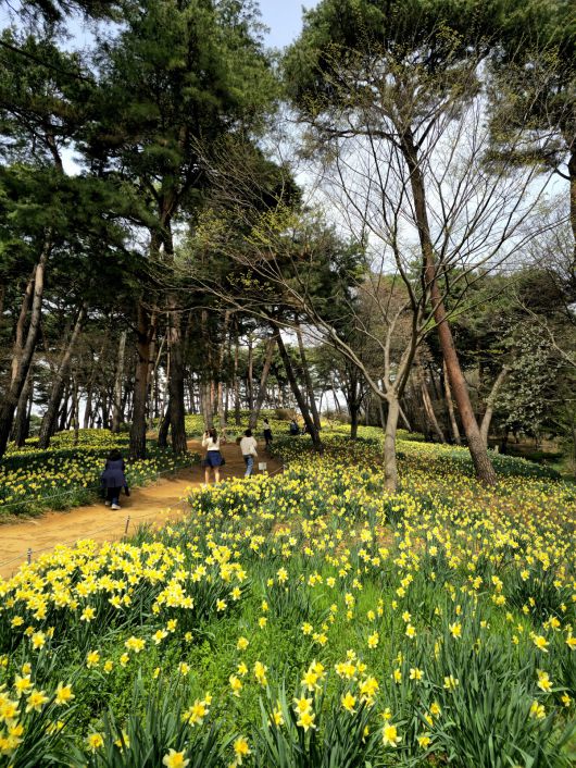 유기방 가옥 수선화.