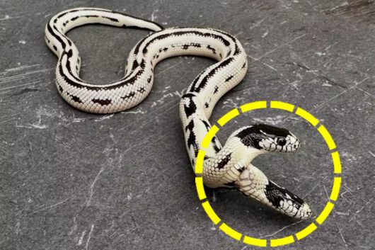 미국 캘리포니아의 한 파충류 매장에서 쌍두사를 공개했다. 이스트베이 비바리움 인스타그램 캡처