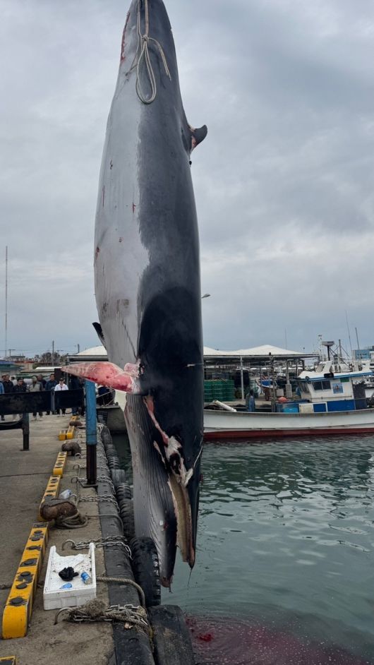 5일 오후 1시쯤 경북 포항시 남구 호미곶 강사리 동방 약 3.7km 해상에서 양망작업 중이던 A 호(7.93톤) 선장이 그물에 걸린 밍크고래를 발견 해경에 신고했다. 포항해양경찰서 제공.