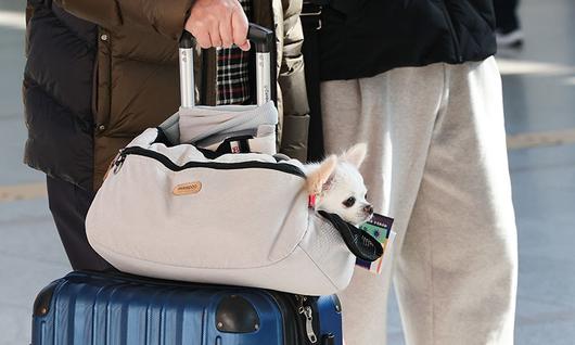 서울 용산구 서울역에서 한 승객이 반려견과 함께 이동하고 있다. 뉴시스