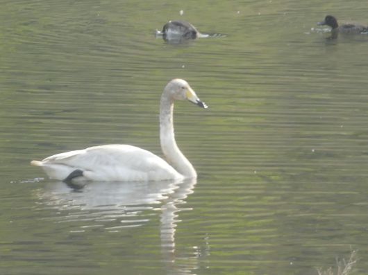 태화강에서 먹이활동을 하는 모습이 발견된 큰고니의 모습. 울산시 제공
