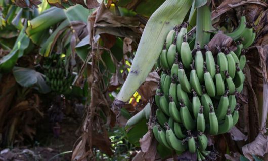 바나나는 밀, 쌀, 옥수수에 이어 세계에서 네 번째로 중요한 식용 작물로 꼽힌다. 게티이미지뱅크