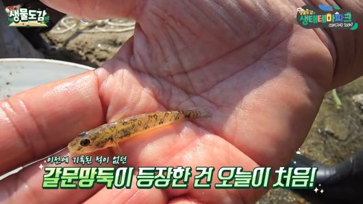 청계천에서 발견된 ‘갈문망둑’.  TV생물도감 영상 캡처