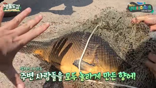 청계천에서 확인된 ‘향어’.  TV생물도감 영상 캡처