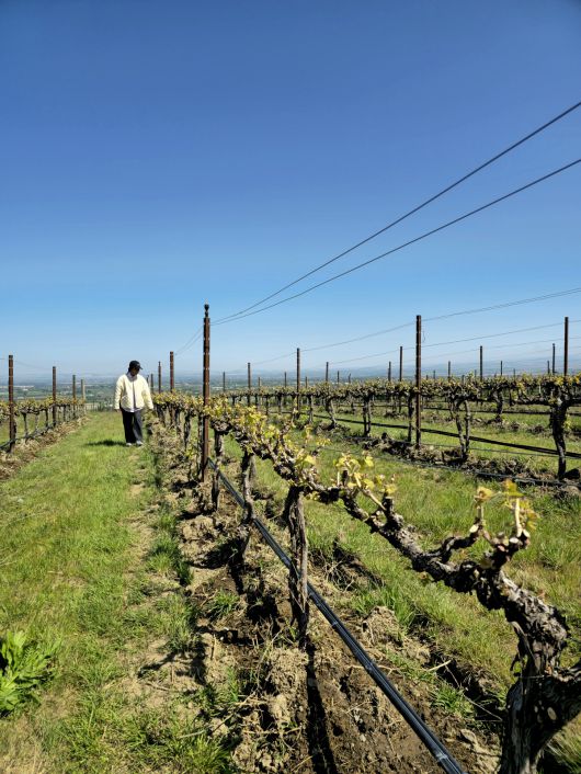 싹이 나기 시작한 레콜 넘버 41 퍼거슨 빈야드 포도나무를 살펴 보는Melissa Clubb.