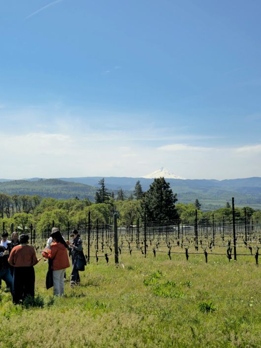 씬클라인 포도밭과 마운트 후드.