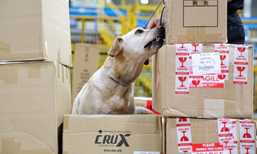 통관현장에서 탐지 활동을 하고 있는 마약탐지견 밀리(2019년생, 래브라도리트리버).