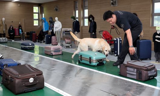 마약탐지견 오덕이가 공항의 입국장을 재현해 놓은 여객탐지훈련동에서 정희찬 훈련교관과 마약 탐지 훈련을 하고 있다.