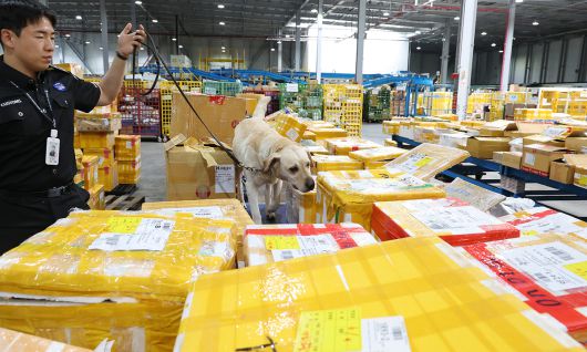 인천공항본부세관 특송물류센터 해외직구물품 통관현장에서 마약탐지견 밀리(2019년생, 래브라도리트리버)가 김근영 탐지조사요원과 탐지 활동을 하고 있다.