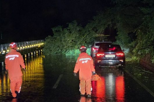 전북 고창군 고창읍 율계리에서 집중호우로 도로에 나무가 쓰러져 통행에 지장이 초래되자 119가 출동하고 있다. 전북도소방본부 제공