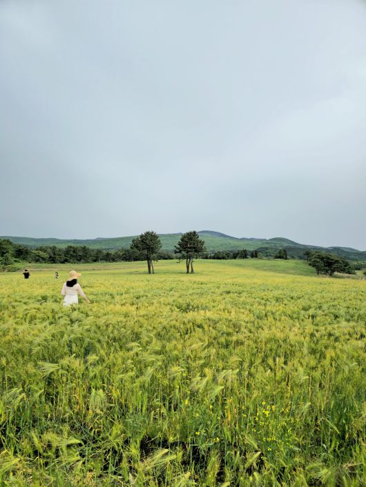 라스트 신을 찍은 오라동 보리밭.