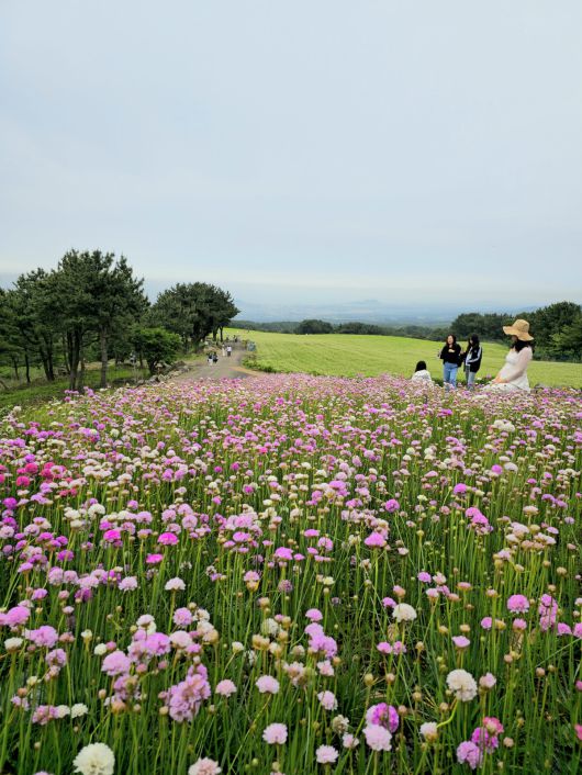 오라동 밀밭과 아르메니아.