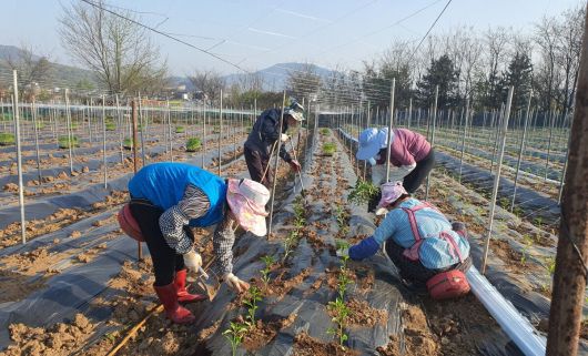 도시 유휴인력에 농사 교육을 하고 농가 일손도 돕고 일자리도 창출하는 도시농부. 충북도 제공