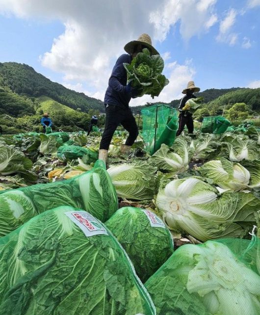 강원도 평창에서 여름 배추를 수확하고 있는 농민들. 연합뉴스