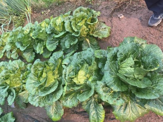 지난 5월 28일 경북 영양군 청기면의 한 배추 농가에서 우박 피해가 발생했다. 경북도 제공