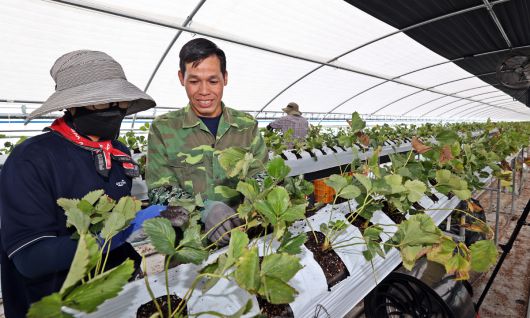 전북 임실군 한 농가 비닐하우스에서 외국인 계절근로자들이 딸기 모종을 이식하는 작업을 하고 있다. 임실군 제공
