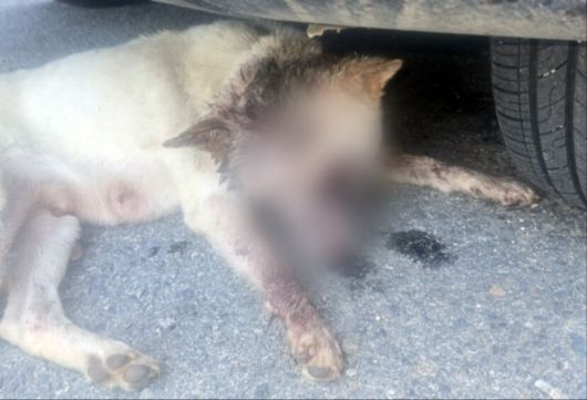 경기 여주시에서 불상의 가해자에게 둔기로 학대당한 진돗개. 견주 제공