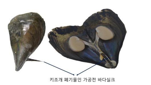 키조개 폐기물. 포스텍 제공