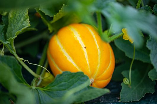 참외는 수분함량(약 90%)이 높아 갈증 해소에 효과적이고 비타민C가 다량 함유되어 있다.  클립아트코리아 제공