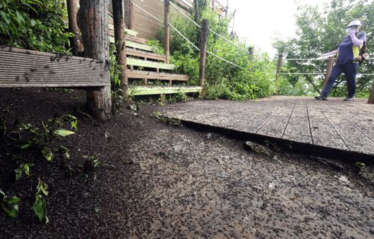 지난달 30일 오전 인천 계양구 계양산 정상에서 러브버그(붉은등우단털파리) 무리. 뉴시스