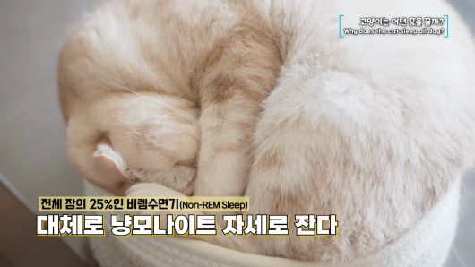 고양이가 깊은 수면에 들었을 때는 대체로 몸을 둥글게 말고 잔다고 한다. 유튜브 ‘윤샘의 마이펫상담소’ 캡처