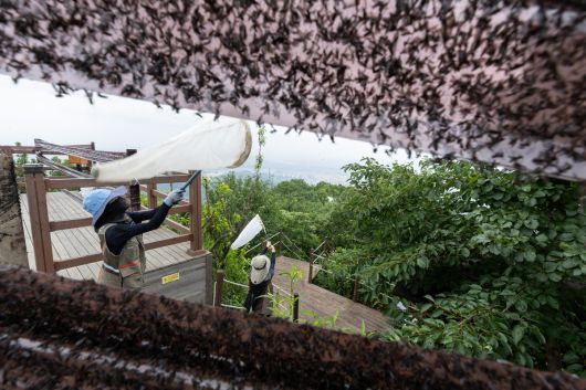 4일 환경부 및 소속기관 직원들이 인천 계양산을 중심으로 활동 중인 러브버그 성체를 제거하기 위해 송풍기와 포충망을 활용해 방제 작업을 하고 있다. 환경부 제공·연합