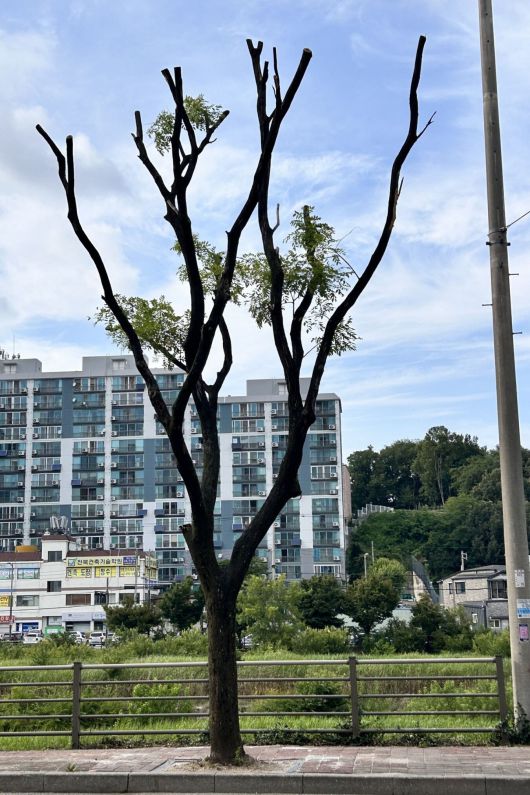 전북 전주시가 최근 태풍 대비 등 재난 예방을 이유로 강전지를 진행해 앙상한 기지만 남은 전주천변 여울로 회화나무 모습. 전북환경운동연합 제공