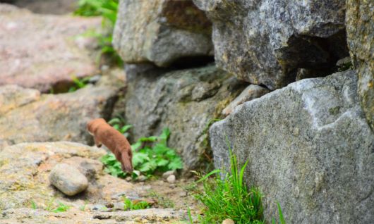 8년 전인 2017년 7월 1일 지리산국립공원에서 포착된 무산쇠족제비. 국립공원공단 제공