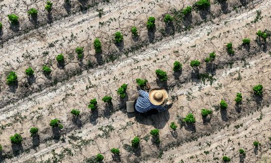 경북 고령군 다산면 한 밭이 메말라 갈라진 모습을 보이는 가운데 농민이 잡초 뽑는 작업을 하고 있다. 연합뉴스