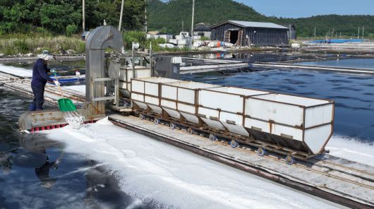 도초도 염전에서 한 염부가 자동화 기계로 소금을 채취하고 있다.