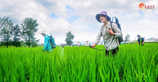 북한 노동당 기관지 노동신문은 10일 만경대구역 칠골남새농장에서 "논벼비배관리를 과학적으로 하기 위해 노력하고 있다"고 보도했다.