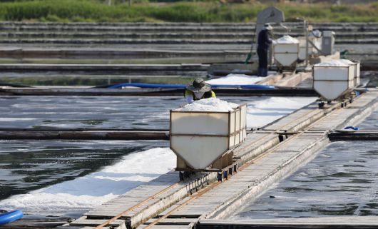 염부 전동길 씨가 수확한 소금을 소금창고로 옮기고 있다.
