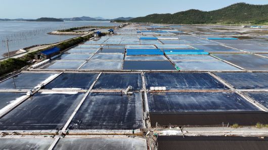 신안 도초도 염전에서 염부들이 소금을 긁어모으고 있다.