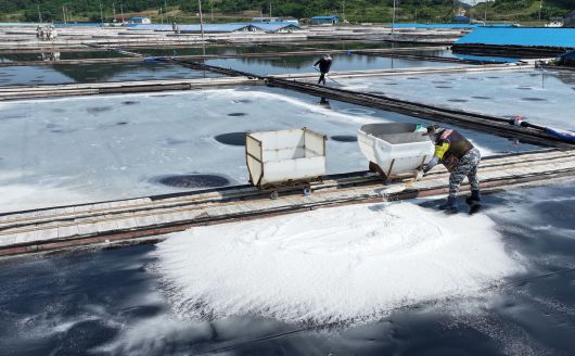 염부 전동길 씨가 신안 도초도 염전에서 소금을 긁어모으고 있다.