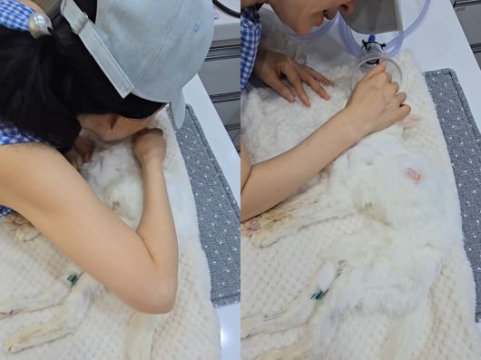 김정난이 반려묘를 떠나보내며 오열했다. 인스타그램 캡처.