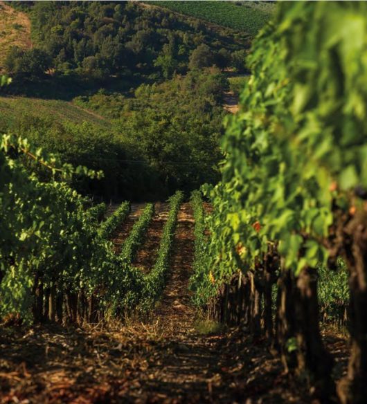 몬탈치노 남동쪽 포도밭 발 디 수가 포지오 알 그란키오. 홈페이지