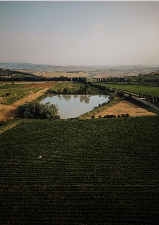 몬탈치노 동북쪽 포도밭 발 디 수가 비냐 델 라고.