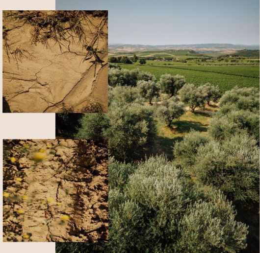 비냐 스푼탈리 포도밭과 토양.