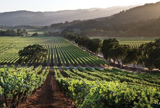 페이 빈야드. 홈페이지