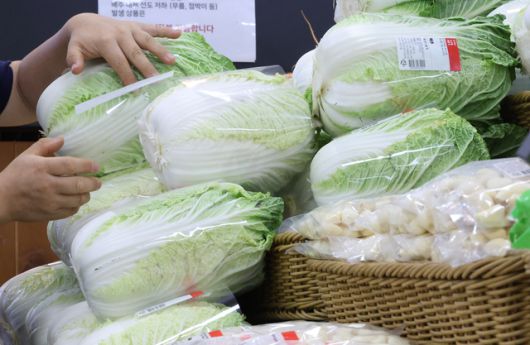 27일 서울 시내 한 대형마트 채소 매대에서 소비자가 배추를 고르고 있다. 뉴시스